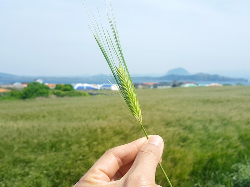 제주 모슬포 맛집 아침 먹고 가파도 청보리축제 고!