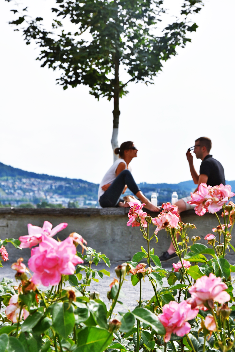 스위스 베른 여행 꽃보다 아름다운 뷰, 장미공원
