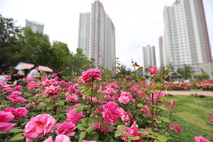 창원 가볼만한곳 장미공원 5월 장미축제 꽃놀이