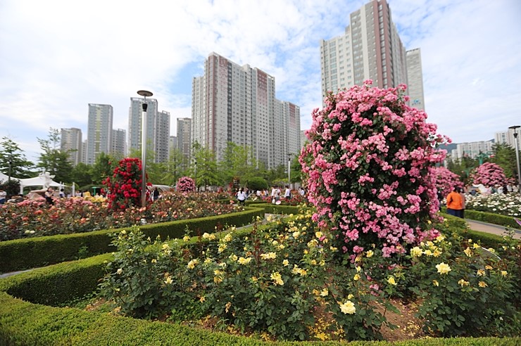 창원 가볼만한곳 장미공원 5월 장미축제 꽃놀이