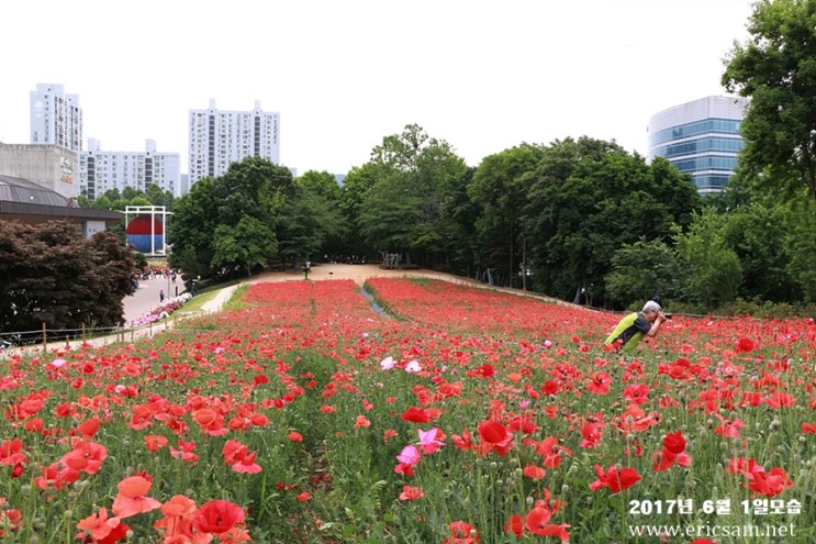 올림픽공원 들꽃마루 양귀비 개화시기는? 