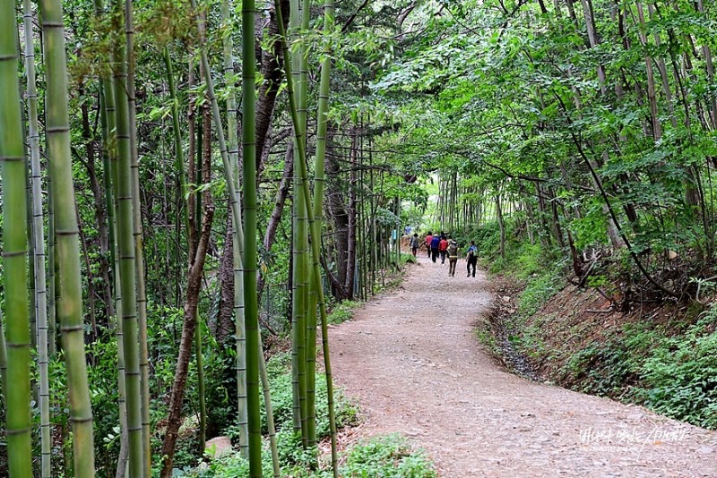 부산 여행,  힐링 제대로 기장 아홉산숲