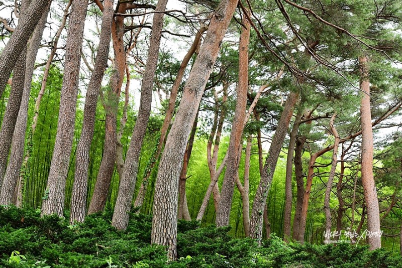 부산 여행,  힐링 제대로 기장 아홉산숲