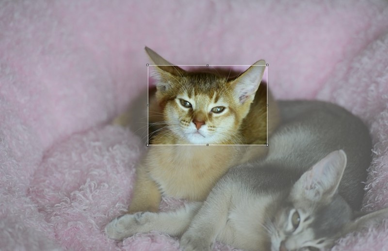 DSLR카메라 니콘D850, 고양이 사진찍기