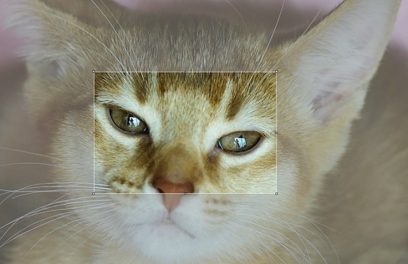 DSLR카메라 니콘D850, 고양이 사진찍기