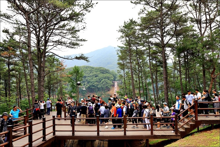 서울 근교 나들이 파주 마장호수 출렁다리!