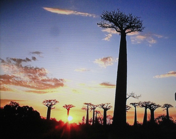  마다가스카르의 바오밥 나무 거리