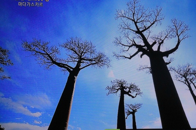  마다가스카르의 바오밥 나무 거리
