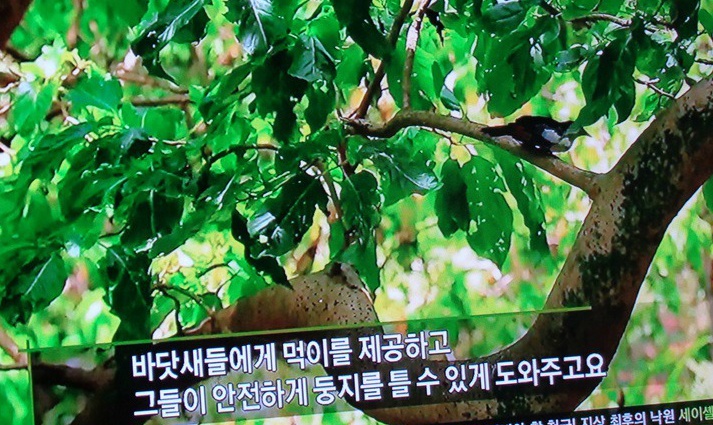  세이셸 군도는 바다 새의 보호구역