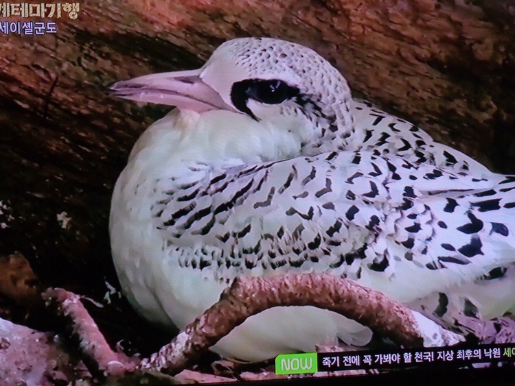  세이셸 군도는 바다 새의 보호구역