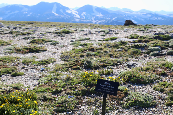 알파인 비지터센터(Alpine Visitor Center)의 짧은 트레일과 트레일리지로드에서 본 록키산맥의 풍경