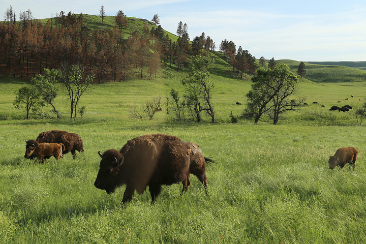 버팔로 무리를 볼 수 있는 커스터(Custer) 주립공원의 와일드라이프 루프로드(Wildlife Loop Road)