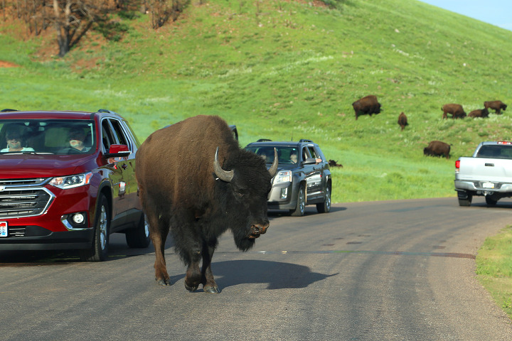 버팔로 무리를 볼 수 있는 커스터(Custer) 주립공원의 와일드라이프 루프로드(Wildlife Loop Road)