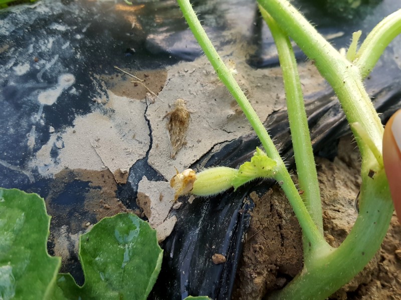 참외 재배법 씨앗심기 부터 순제거, 가지치기(순자르기)까지~ 참외 키우기 노하우