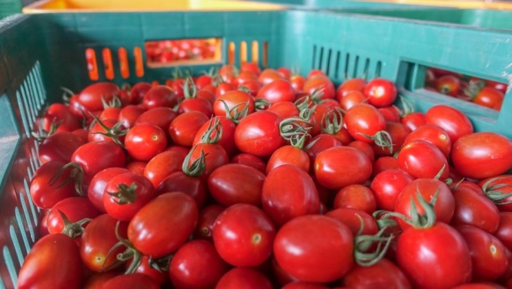 횡성나들이 한우 불고기 냠냠! 둔내고랭지토마토 축제 알아보기