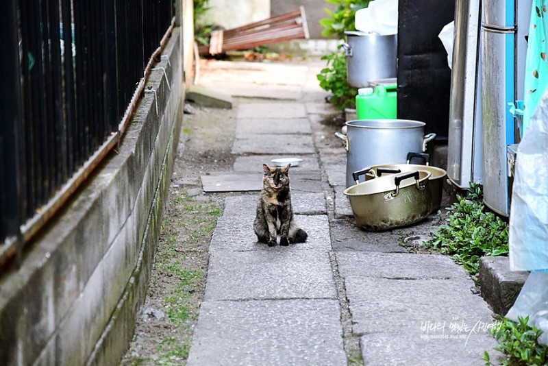 도쿄여행, 근교 가와고에에서 만난 고양이들