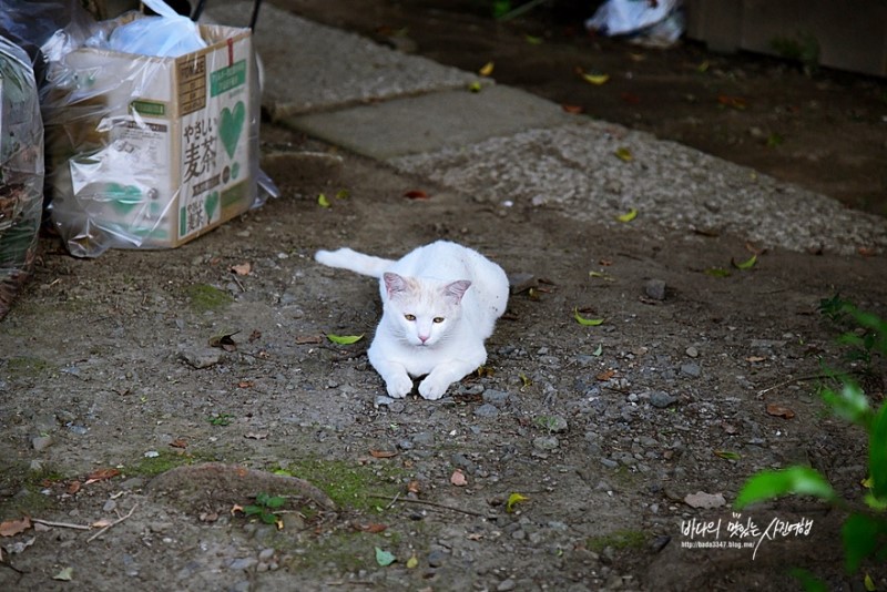 도쿄여행, 근교 가와고에에서 만난 고양이들