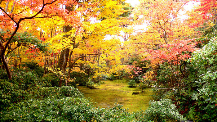 [교토여행]가을단풍에 취하는 아라시야마 여행