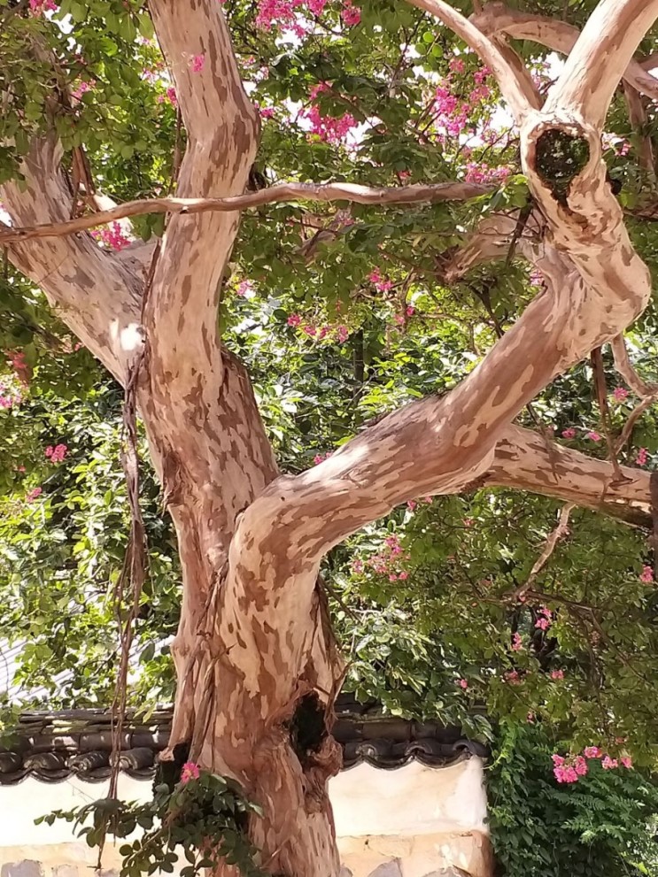 통도사 배롱나무