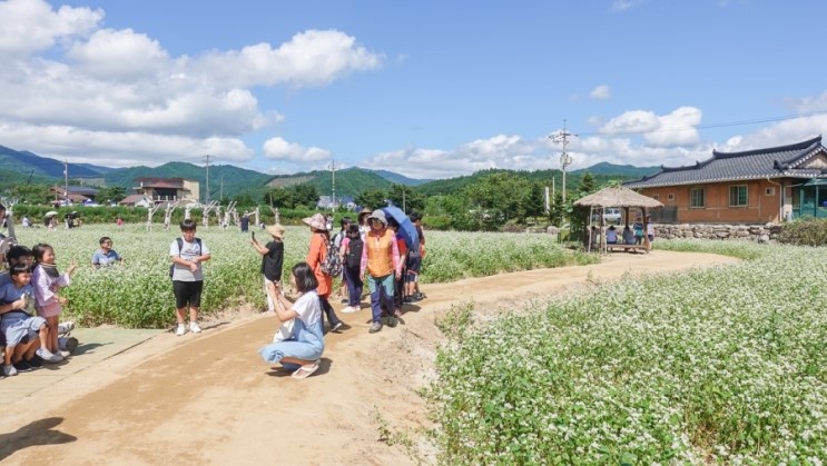 강원도 가볼만한곳 평창효석문화제 2018 여행갈까