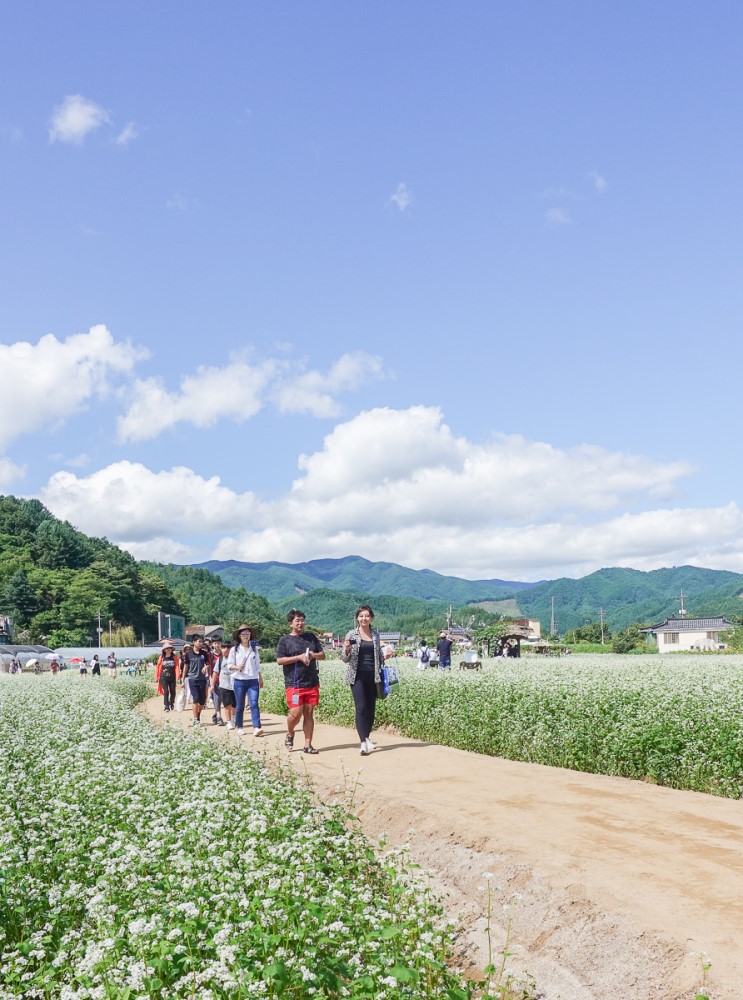 강원도 가볼만한곳 평창효석문화제 2018 여행갈까