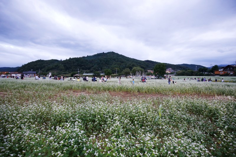 가을여행의 시작! 효석문화제 평창 봉평 메밀꽃축제와 풍등날리기