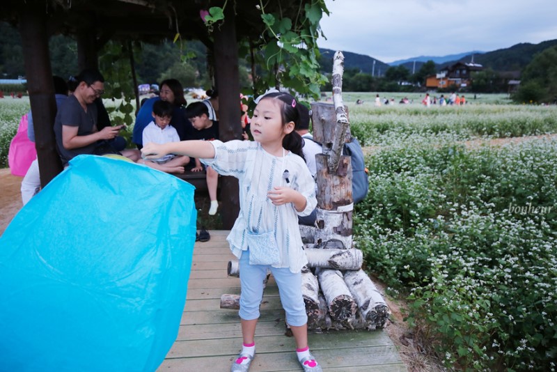 가을여행의 시작! 효석문화제 평창 봉평 메밀꽃축제와 풍등날리기