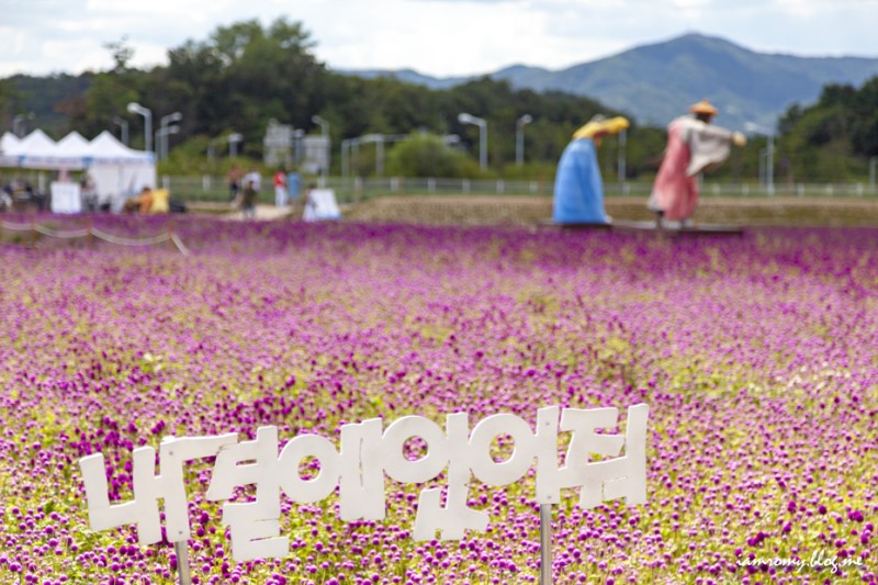 국내 커플여행지 추천, 양주 나리공원 천만송이 천일홍축제 데이트