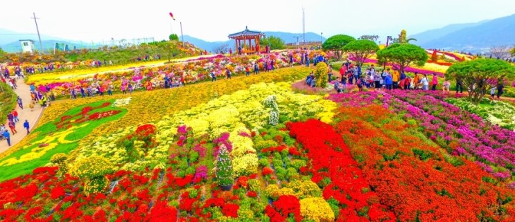 전남 가볼만한곳 화순 1박2일 여행코스 가을 감성! 2018 화순국화향연 축제 소개