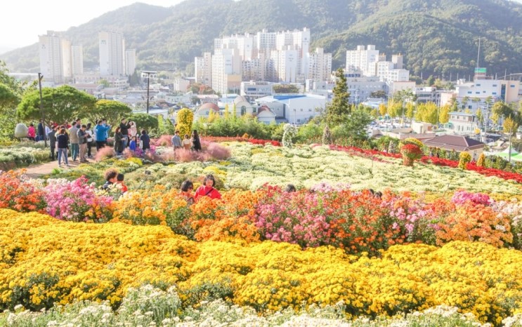 전남 가볼만한곳 화순 1박2일 여행코스 가을 감성! 2018 화순국화향연 축제 소개