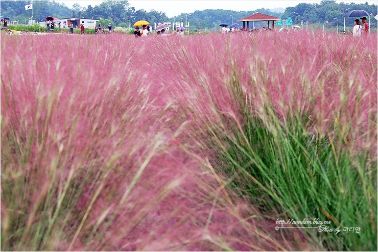 양주 천만송이 천일홍축제 2018 나리공원 가을꽃 여행