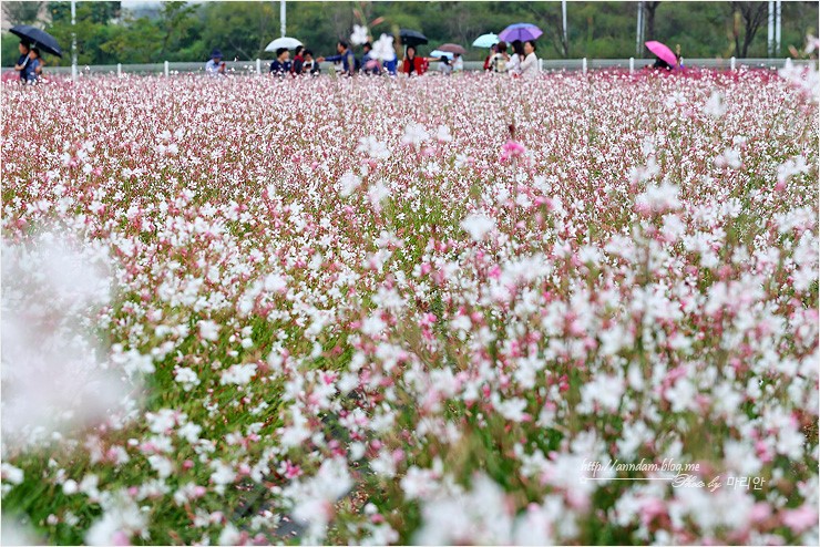 양주 천만송이 천일홍축제 2018 나리공원 가을꽃 여행