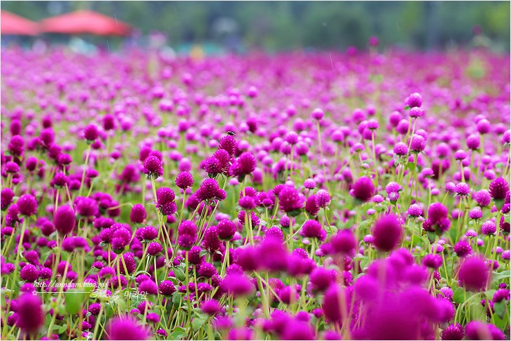 양주 천만송이 천일홍축제 2018 나리공원 가을꽃 여행