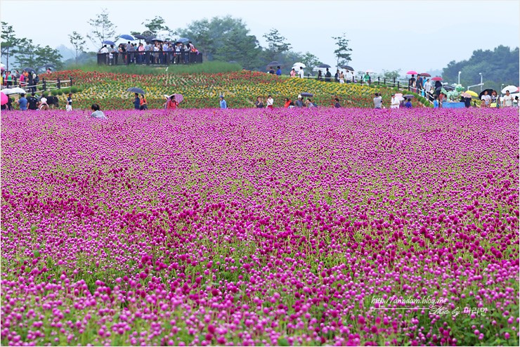 양주 천만송이 천일홍축제 2018 나리공원 가을꽃 여행