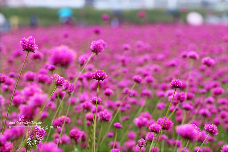 양주 천만송이 천일홍축제 2018 나리공원 가을꽃 여행