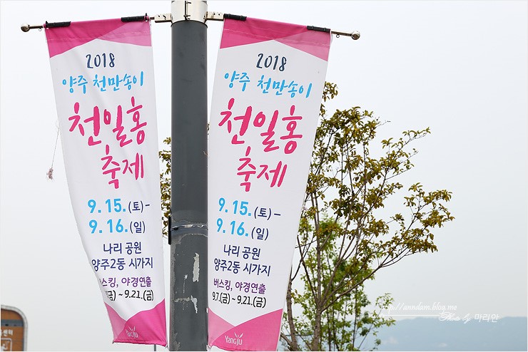 양주 천만송이 천일홍축제 2018 나리공원 가을꽃 여행