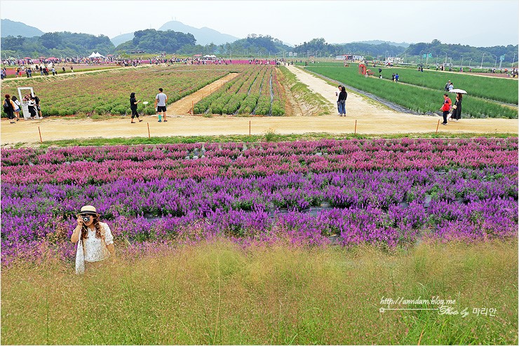 양주 천만송이 천일홍축제 2018 나리공원 가을꽃 여행