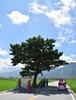 '금성무나무'가 있는 대만 타이동 시골 논풍경