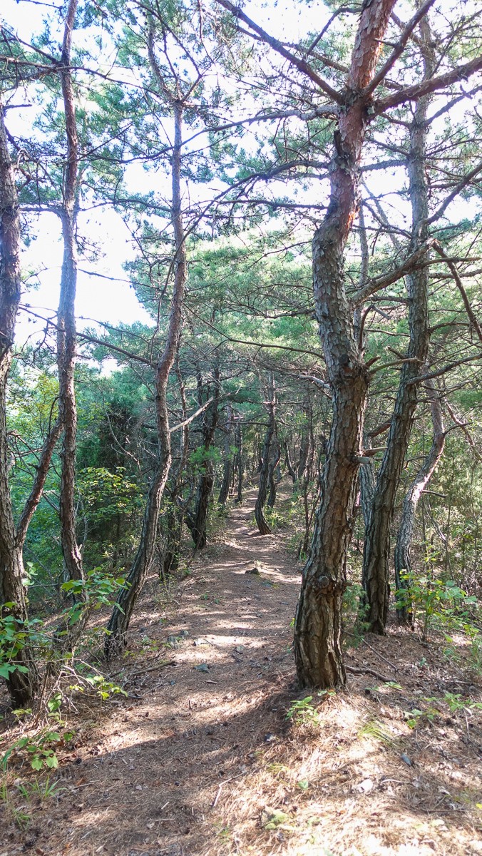 충북 보은 가볼만한곳 당일치기 가을 여행 독수리봉 산책하기