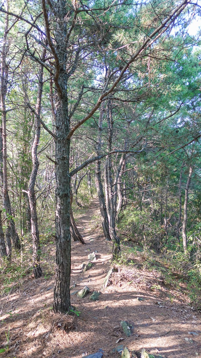 충북 보은 가볼만한곳 당일치기 가을 여행 독수리봉 산책하기