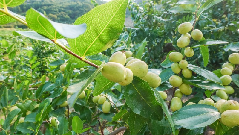 충북 보은 가볼만한곳 당일치기 가을 여행 독수리봉 산책하기