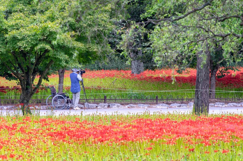 가을엔 가을꽃 앞으로. 하얀 메밀꽃과 붉은 꽃무릇 보러가는 고창 여행