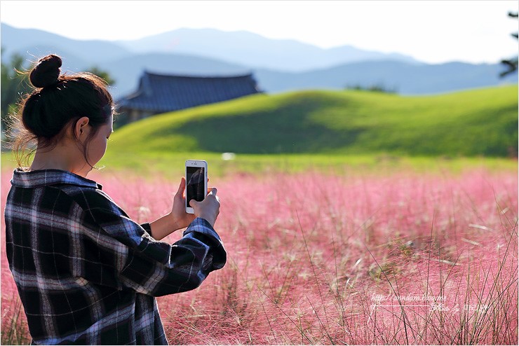 경주 핑크뮬리 개화시작~ 10월 경주 가볼만한곳 픽!