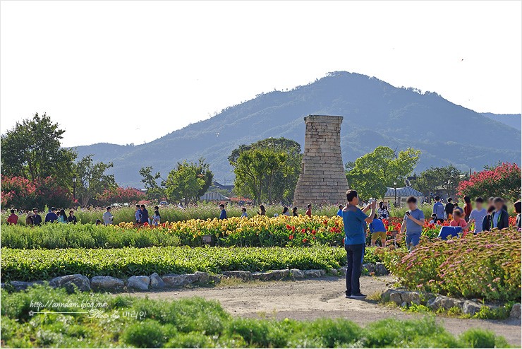 경주 핑크뮬리 개화시작~ 10월 경주 가볼만한곳 픽!