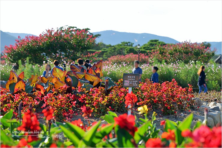 경주 핑크뮬리 개화시작~ 10월 경주 가볼만한곳 픽!