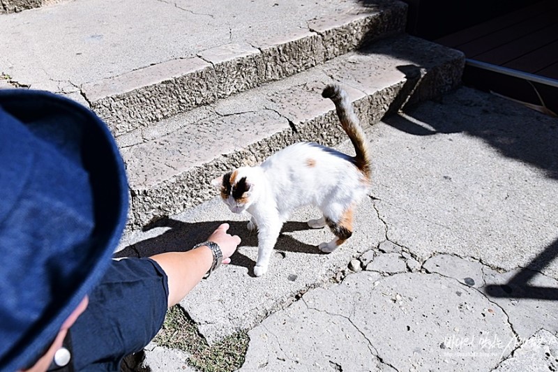 크로아티아 여행, 두브르브니크에서 만난 고양이