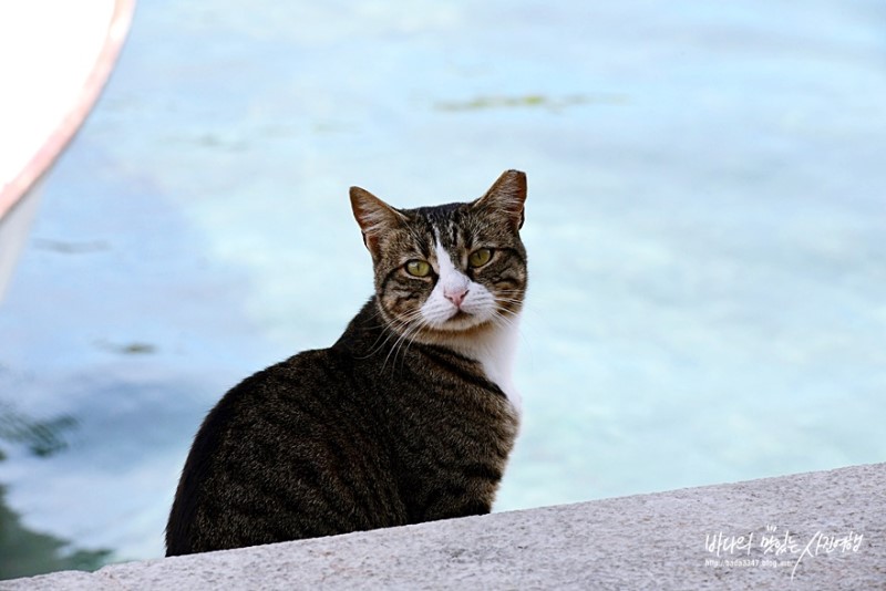크로아티아 여행, 두브르브니크에서 만난 고양이