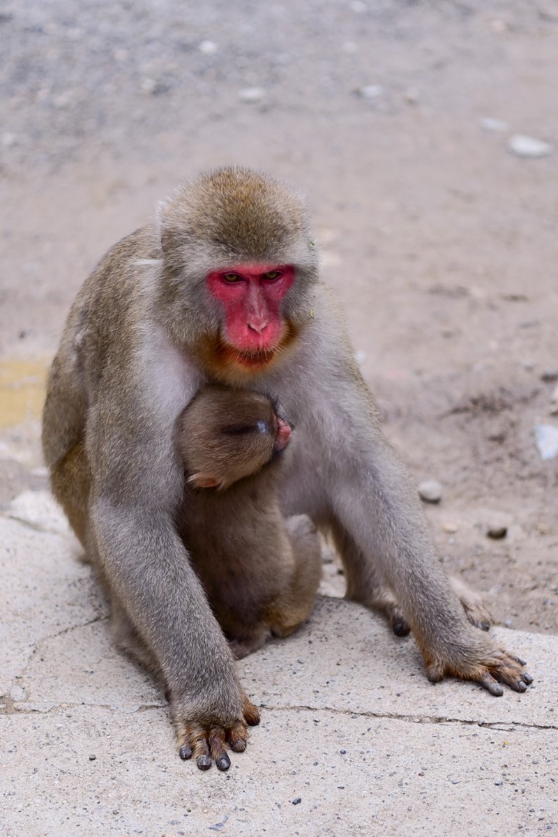 일본온천여행 규토메구리로 즐기는 시부온천 & 원숭이공원