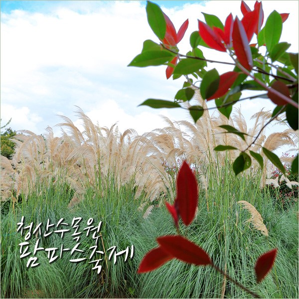 태안 팜파스축제 억새 핑크뮬리 하늘하늘~ 청산수목원