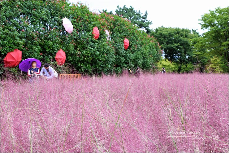 태안 팜파스축제 억새 핑크뮬리 하늘하늘~ 청산수목원